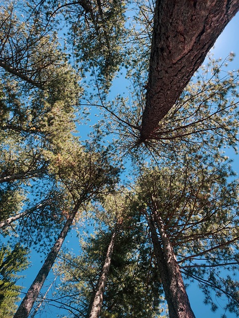 Pine Trees growing together